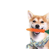 10Pcs Set Dog Chew Bite Toy Pet Braided Rope Toys Teeth Cleaning Toys Style 1