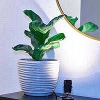 Dimmable USB LED Plant Spot Lights Indoor Plant Lamp Indoor Accent Light for Plants