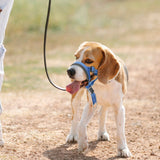 Adjustable Dog Head Collar Training Collar for Long-Snout Dogs Blue