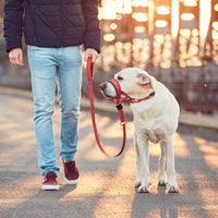 Adjustable Dog Head Collar Training Collar for Long-Snout Dogs Red