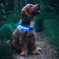 Luminous LED Pet  Dog Collar Light-up USB Rechargeable Dog Collar Blue