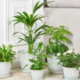 4Pcs Indoor Plant Trellis Metal Potted Houseplant Trellis Climbing Plants Support Stake Green