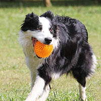 Set of 2 Pcs Pet Dog Squeaky Toys Spiky Dog Balls Cleaning Teeth Chewing Toys -Orange and Purple