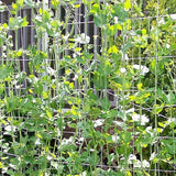 15/30 FT Vegetable Flower Vine Plant Climbing Net Garden Cucumber Trellis Netting