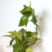 10pcs Plant Climbing Wall Fixing Clips Invisible Wall Vines Fixture Sticky Hook