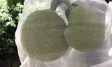 10Pcs Garden Protect Netting Bag